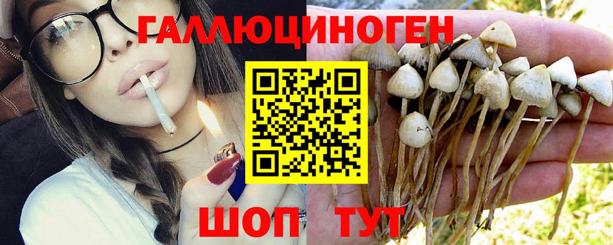 Галлюциногенные грибы Psilocybe  Вход с VPN  Великий Новгород 
